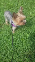 Little Missy (PENDING), a female Yorkshire Terrier for sale in Arlington, VA – 5 of 7