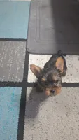 Little Anna, a female Yorkshire Terrier for sale in Arlington, VA – 1 of 7