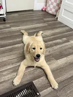 Molly, a female English Cream Golden Retriever for sale in Miami, FL – 4 of 4