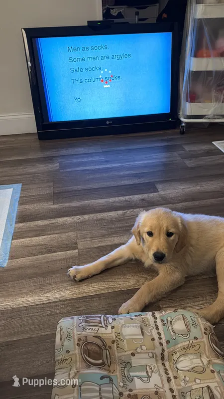 Molly – English Cream Golden Retriever puppy for sale in Miami, FL