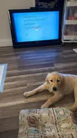 Molly, a female English Cream Golden Retriever for sale in Miami, FL – 1 of 4