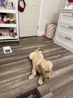 Molly, a female English Cream Golden Retriever for sale in Miami, FL – 3 of 4