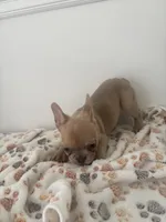 Puppy 4 tan fawn , a male French Bulldog for sale in Columbus, GA – 3 of 3