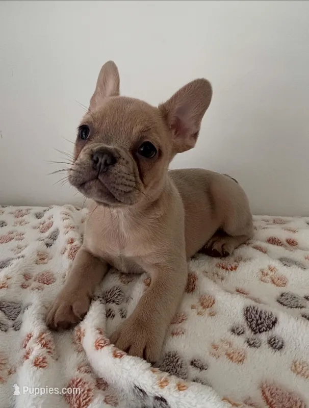 Puppy 1 boy-fawn  – French Bulldog puppy for sale in Columbus, GA