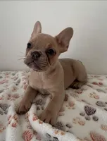 Puppy 1 boy-fawn , a male French Bulldog for sale in Columbus, GA – 1 of 2