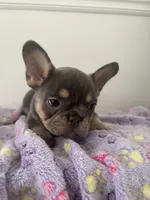 Puppy 3 female blue and tan , a female French Bulldog for sale in Columbus, GA – 2 of 2