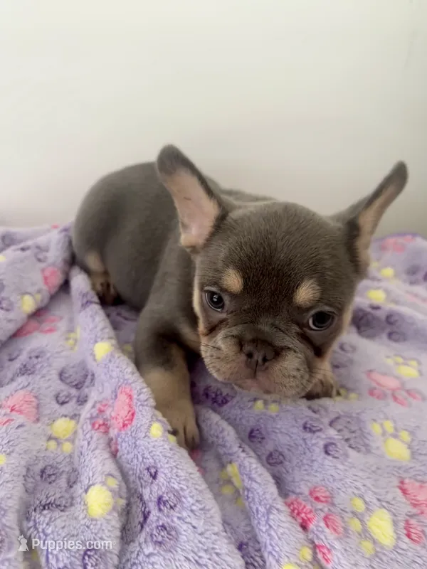 Puppy 3 female blue and tan  – French Bulldog puppy for sale in Columbus, GA