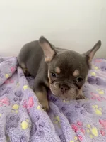Puppy 3 female blue and tan , a female French Bulldog for sale in Columbus, GA – 1 of 2