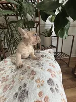Puppy 1 boy-fawn , a male French Bulldog for sale in Columbus, GA – 2 of 2