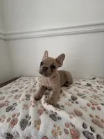 Puppy 4 tan fawn , a male French Bulldog for sale in Columbus, GA – 2 of 3