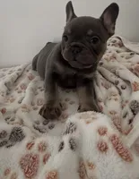 Puppy 2 male blue and tan , a male French Bulldog for sale in Columbus, GA – 2 of 2