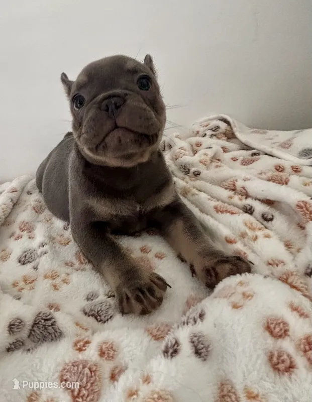 Puppy 2 male blue and tan  – French Bulldog puppy for sale in Columbus, GA