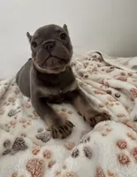 Puppy 2 male blue and tan , a male French Bulldog for sale in Columbus, GA – 1 of 2