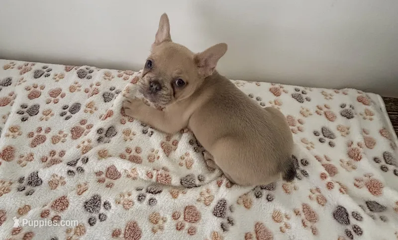 Puppy 4 tan fawn  – French Bulldog puppy for sale in Columbus, GA