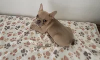 Puppy 4 tan fawn , a male French Bulldog for sale in Columbus, GA – 1 of 3