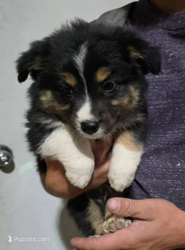Flash – Australian Cattle Dog, Pembroke Welsh Corgi puppy for sale in Brush, CO