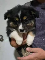 Flash, a male Australian Cattle Dog and Pembroke Welsh Corgi for sale in Brush, CO – 1 of 1