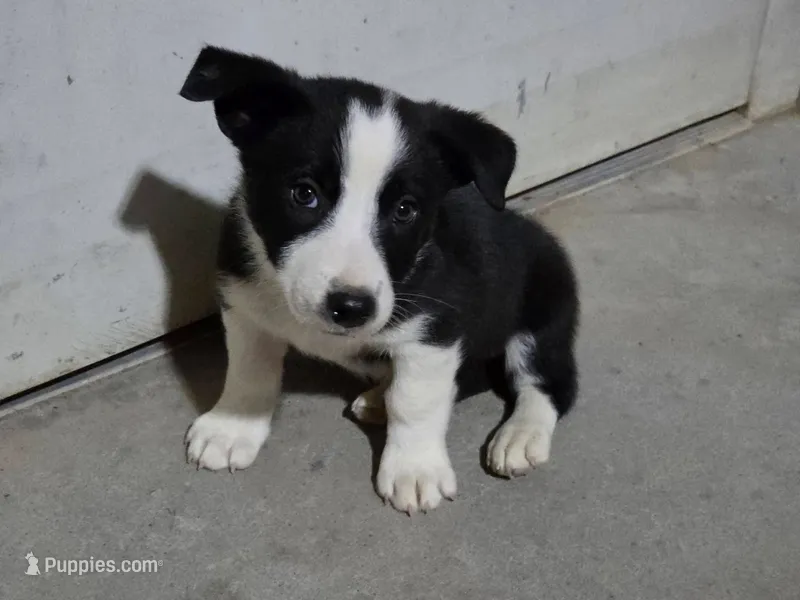 Waylon – Australian Cattle Dog, Pembroke Welsh Corgi puppy for sale in Brush, CO