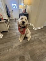 Daisy, a female Goldendoodle for sale in Lexington, VA – 2 of 3