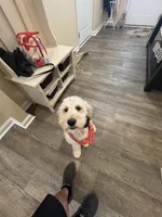 Daisy, a female Goldendoodle for sale in Lexington, VA – 3 of 3