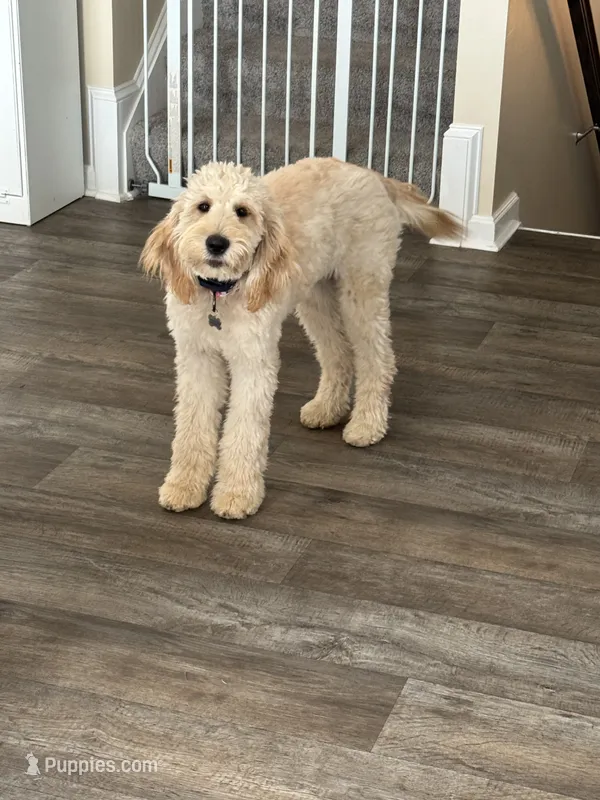 Daisy – Goldendoodle puppy for sale in Lexington, VA