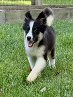Clover - Chip 1694, a male Yakutian Laika for sale in Williamsburg, OH – 2 of 4
