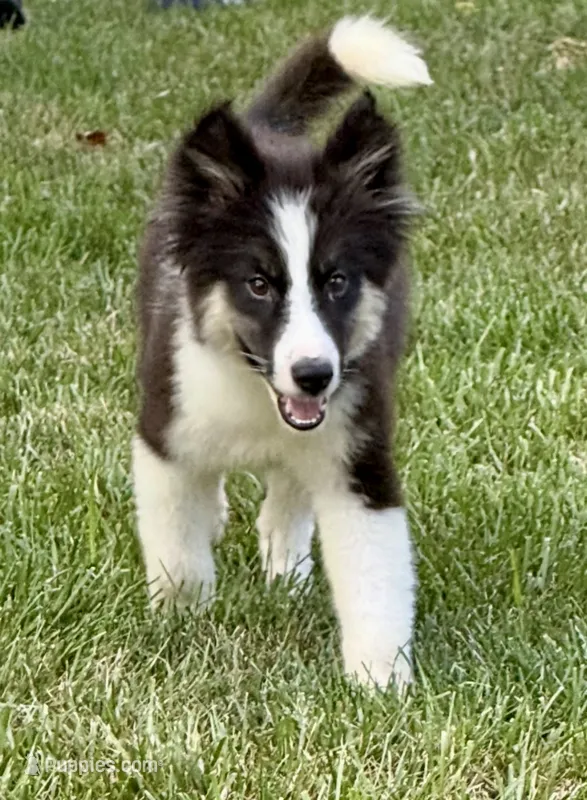 Clover - Chip 1694 – Yakutian Laika puppy for sale in Williamsburg, OH