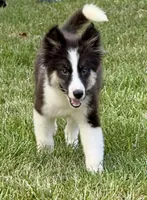 Clover - Chip 1694, a male Yakutian Laika for sale in Williamsburg, OH – 1 of 4