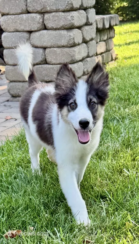 Finn - Chip 1695 – Yakutian Laika puppy for sale in Williamsburg, OH