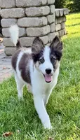 Finn - Chip 1695, a male Yakutian Laika for sale in Williamsburg, OH – 1 of 4