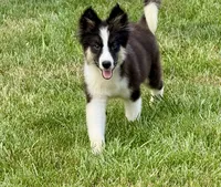 Clover - Chip 1694, a male Yakutian Laika for sale in Williamsburg, OH – 3 of 4