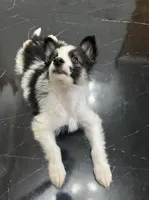 Finn - Chip 1695, a male Yakutian Laika for sale in Williamsburg, OH – 4 of 4