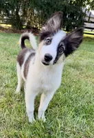 Finn - Chip 1695, a male Yakutian Laika for sale in Williamsburg, OH – 2 of 4