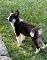 Clover - Chip 1694, a male Yakutian Laika for sale in Williamsburg, OH – 4 of 4
