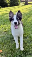 Finn - Chip 1695, a male Yakutian Laika for sale in Williamsburg, OH – 3 of 4
