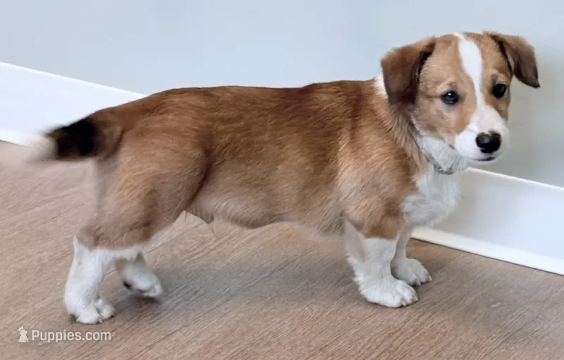 Spartacus Jr. – Pembroke Welsh Corgi puppy for sale in Leland, NC