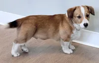 Hotdog, a male Pembroke Welsh Corgi for sale in Leland, NC – 1 of 10