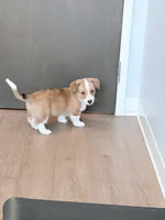Spartacus Jr., a male Pembroke Welsh Corgi for sale in Leland, NC – 2 of 3