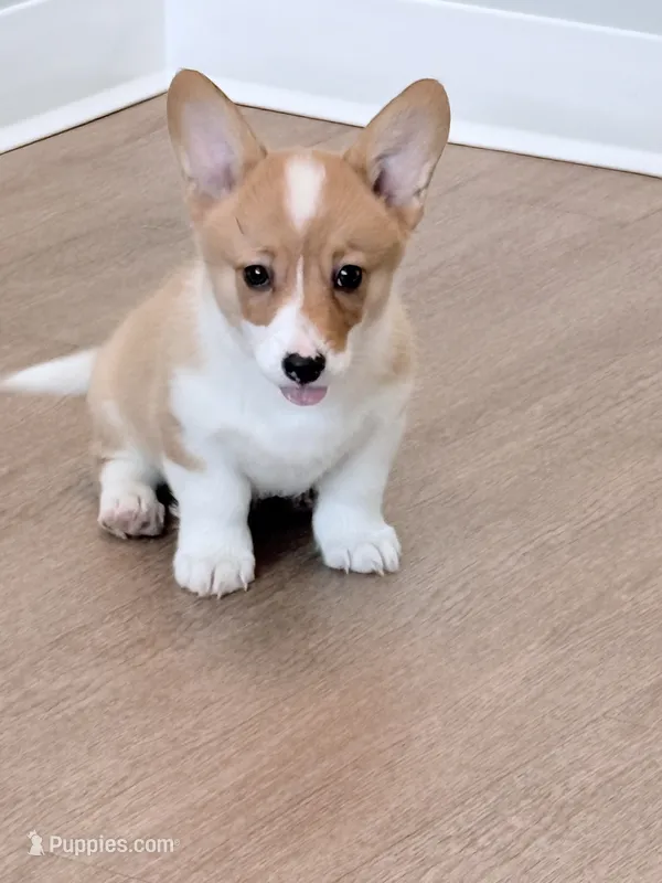 Pancake – Pembroke Welsh Corgi puppy for sale in Leland, NC