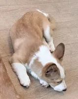 Yoda, a male Pembroke Welsh Corgi for sale in Leland, NC – 6 of 10