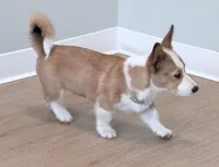 Yoda, a male Pembroke Welsh Corgi for sale in Leland, NC – 9 of 10