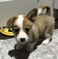 Atlas, a male Pembroke Welsh Corgi for sale in Leland, NC – 1 of 1
