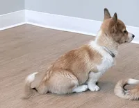 Fluffy , a male Pembroke Welsh Corgi for sale in Leland, NC – 3 of 10