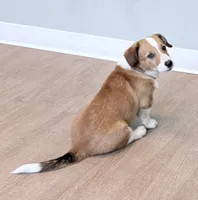 Hotdog, a male Pembroke Welsh Corgi for sale in Leland, NC – 5 of 10