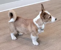 Yoda, a male Pembroke Welsh Corgi for sale in Leland, NC – 5 of 10