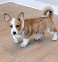 Yoda, a male Pembroke Welsh Corgi for sale in Leland, NC – 8 of 10