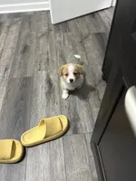 Kahleesi, a female Pembroke Welsh Corgi for sale in Leland, NC – 2 of 2