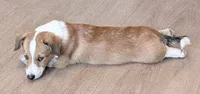 Hotdog, a male Pembroke Welsh Corgi for sale in Leland, NC – 4 of 10