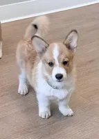 Fluffy , a male Pembroke Welsh Corgi for sale in Leland, NC – 5 of 10