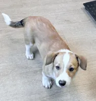Hotdog, a male Pembroke Welsh Corgi for sale in Leland, NC – 9 of 10